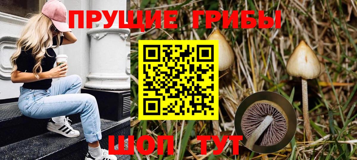 Псилоцибиновые грибы GOLDEN TEACHER Верхняя Пышма