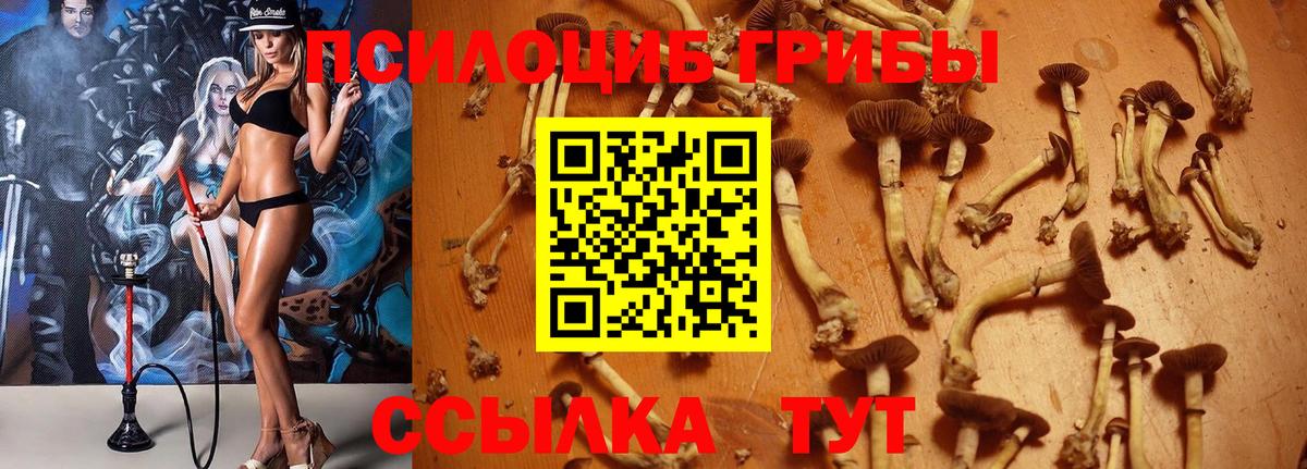 где найти наркотики  Вход с VPN  Галлюциногенные грибы GOLDEN TEACHER  Верхняя Пышма  Галлюциногенные грибы Magic Shrooms 